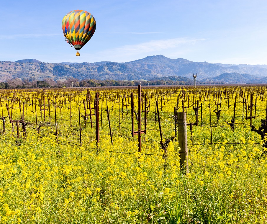 Hot Air Balloon in Napa Valley, Mustard Season