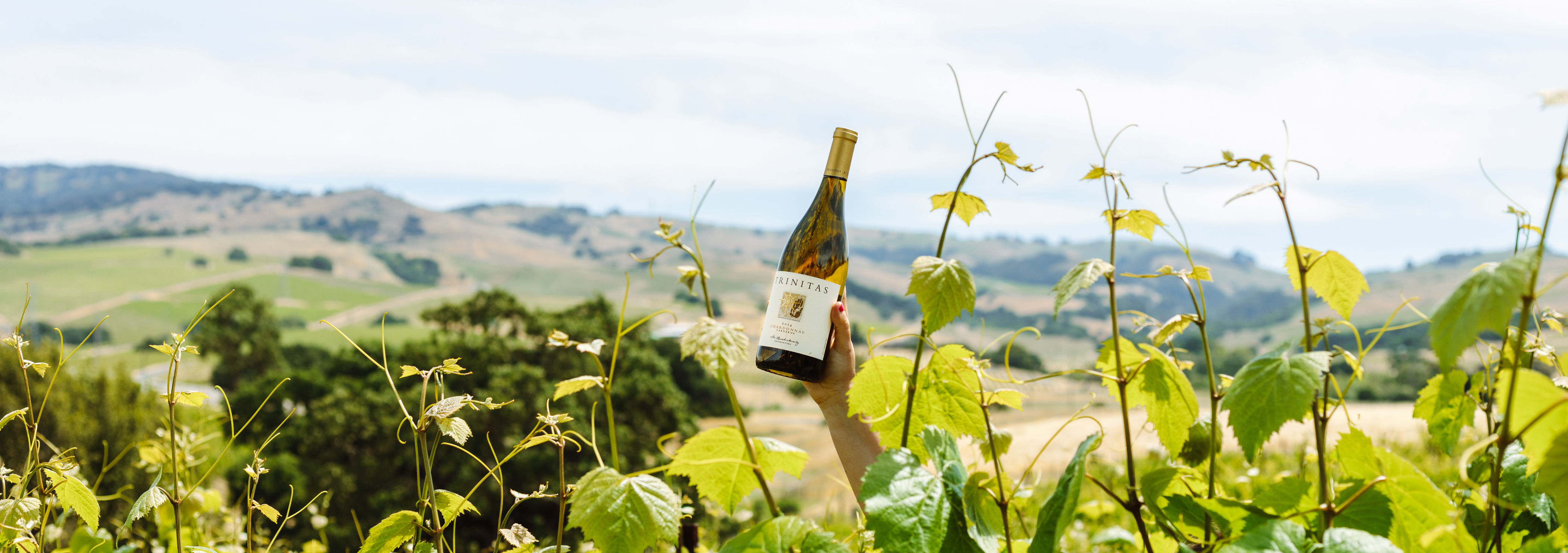 wine bottle in vineyard