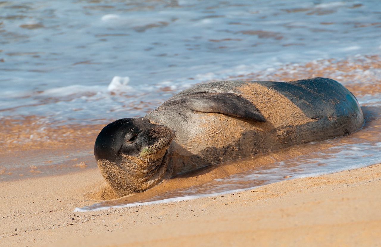 Poipu Beach Monk Seal
