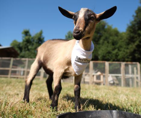 Althea Meritage's Adopted Goat