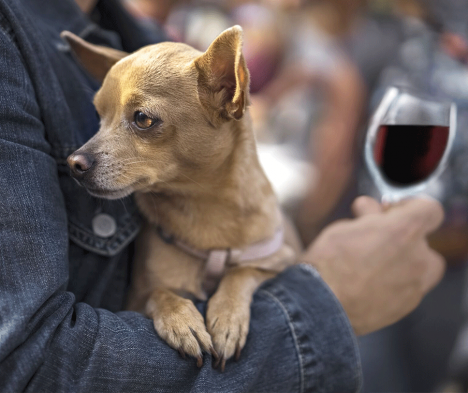 man holding dog and glass of wine