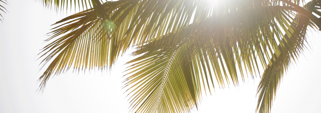Mobile: Light Palm Trees