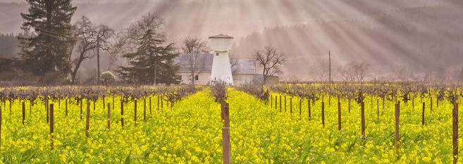 Mobile: Mustard Season in the Napa Valley